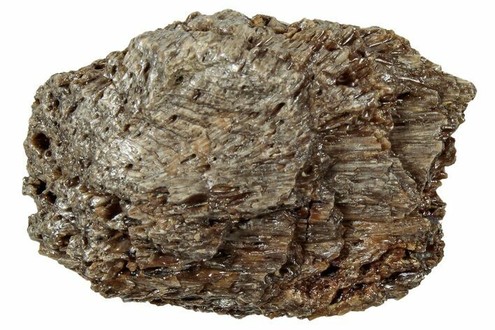 Fossil Tyrannosaur (T rex) Bone Section - Wyoming #313954